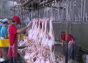 Xử lý nước thải cơ sở giết mổ gia cầm Lê Minh Trung